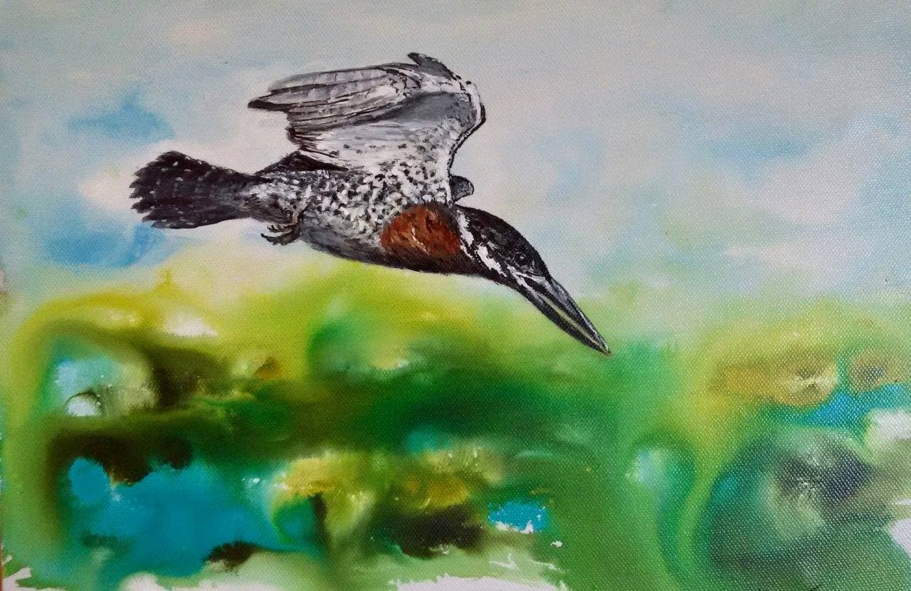 Kingfisher in flight